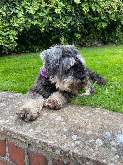 Award Winning Pet Friendly Paddock Cottage Whitby Esterno foto